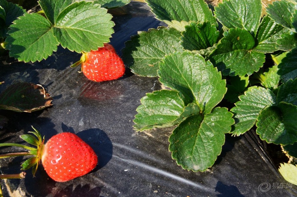 【關廟網站建設】在建站過程中購買虛擬主機時的注意事項