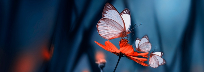 【喀什網站設計】網頁設計有哪些標準？網頁設計的標準介紹